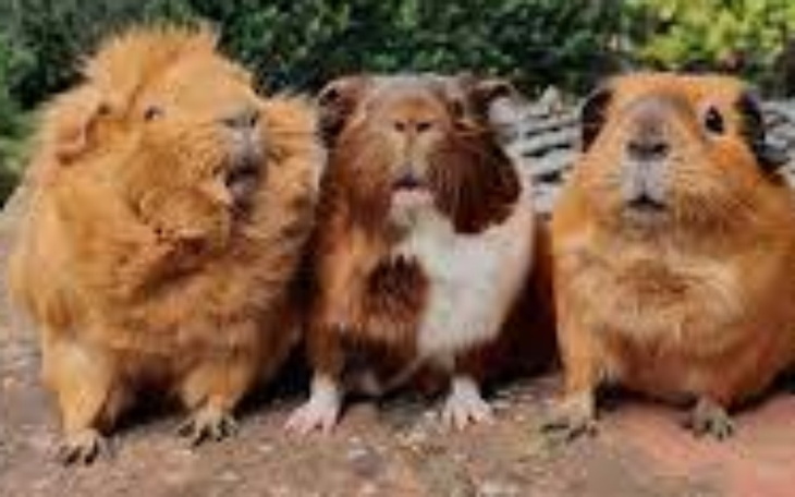 Zbiórka Na pomoc świecie - zdjęcie główne