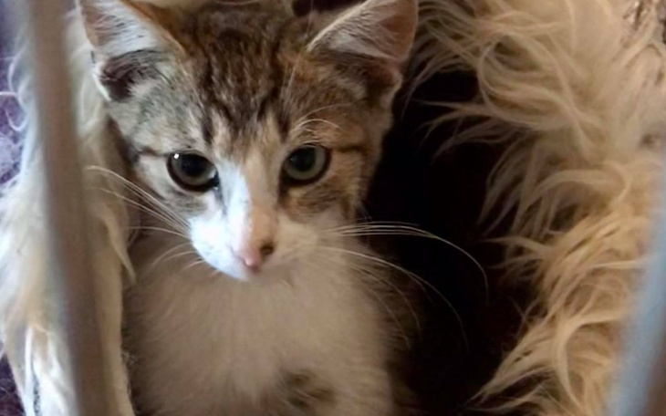 Zbiórka Bezimienna kotka ze złamaną łapą - zdjęcie główne