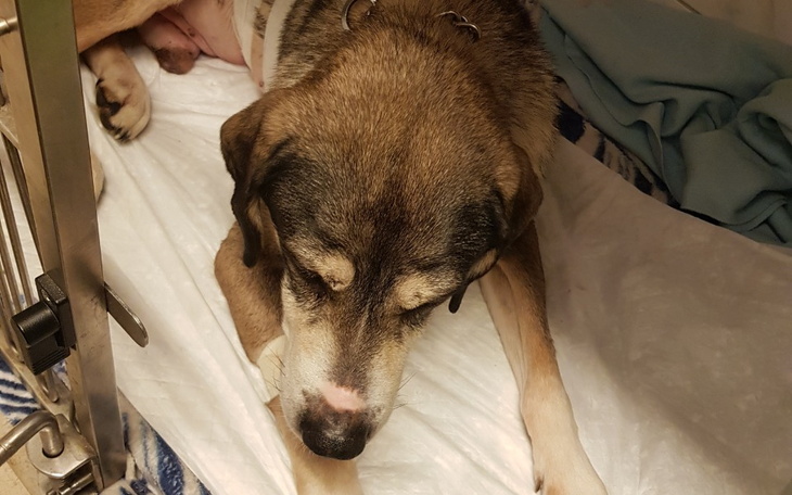 Pies odpoczywający w klinice weterynaryjnej.