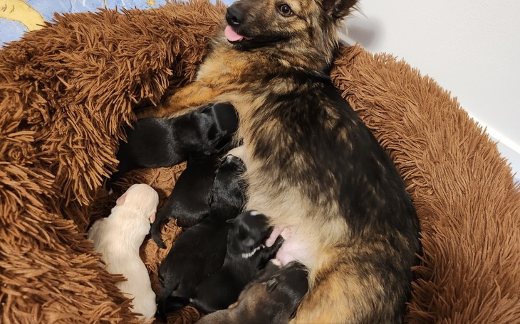 Suka z szczeniętami w przytulnym legowisku.