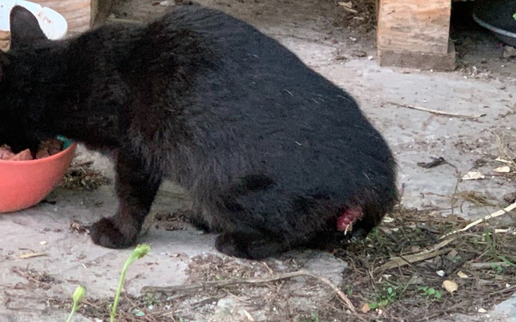 Zbiórka Cudna zbiera na leczenie - zdjęcie główne