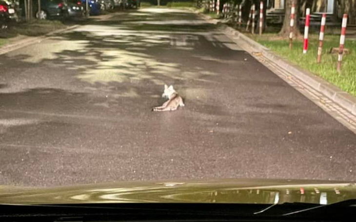 Zbiórka Lolek - kot z ulicy... - zdjęcie główne