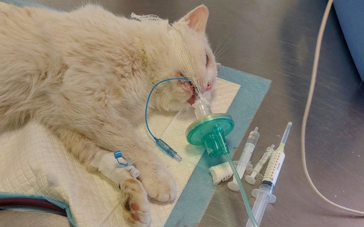 Chory kot na stole operacyjnym z rurkami i lekami.