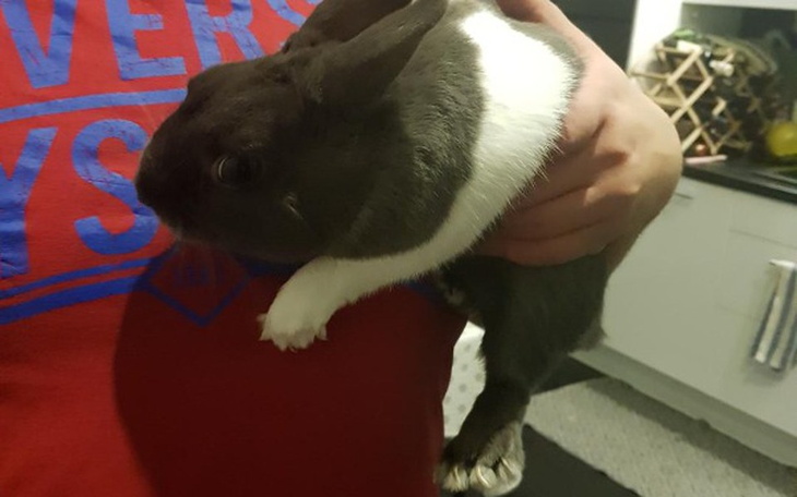 Zbiórka Zbiorka na kastracje królika - zdjęcie główne