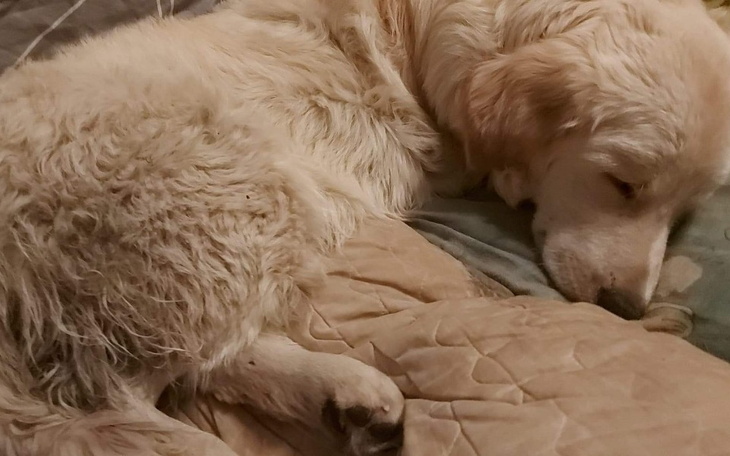 Zbiórka Na operację złamanej łapy Taco - zdjęcie główne