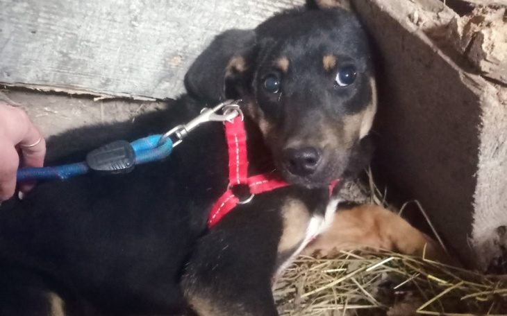 Zbiórka Bezdomniaki proszą o wsparcie - zdjęcie główne