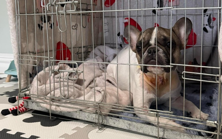 Francuski buldog leży w klatce, wygląda na zrelaksowanego.