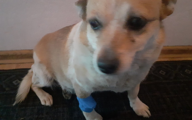 Zbiórka Pomóżmy przyjacielowi Mice - zdjęcie główne