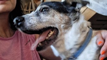 Zbiórka Zbiórka urodzinowa dla Złatka - miniaturka zdjęcia