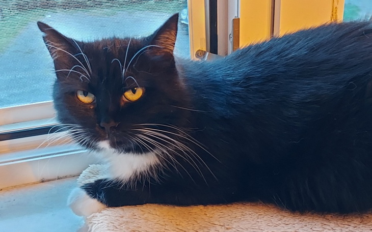 Zbiórka Galimato prosi o karmę i żwirek - zdjęcie główne