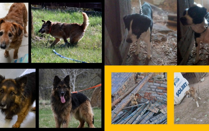 Zbiórka Błagam, pomóżcie moim psom - zdjęcie główne