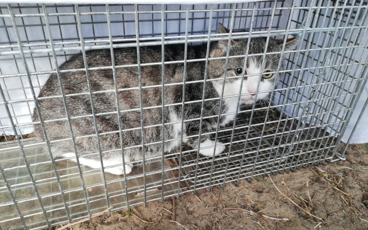 Zbiórka Sonic Was potrzebuje - zdjęcie główne