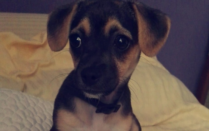 Zbiórka Ratunek dla szczeniaczka Fiji - zdjęcie główne