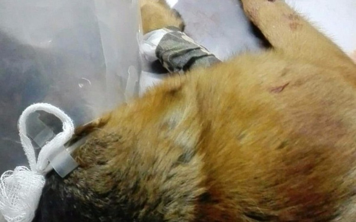 Zbiórka Tryniti leczenie - zdjęcie główne