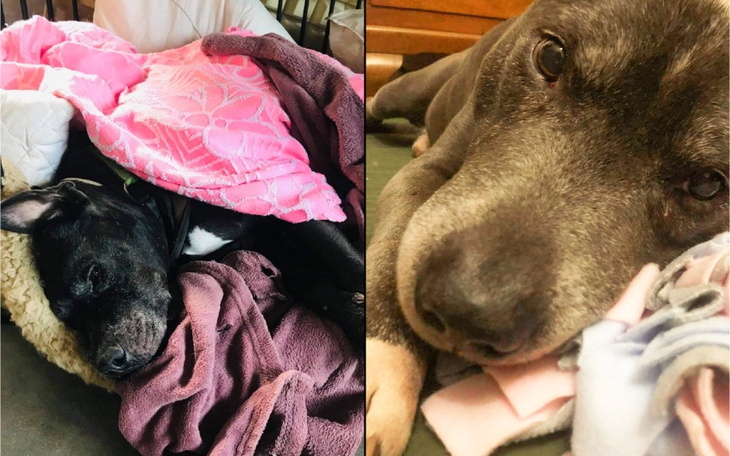 Zbiórka Emeryci zbierają na doktora - zdjęcie główne