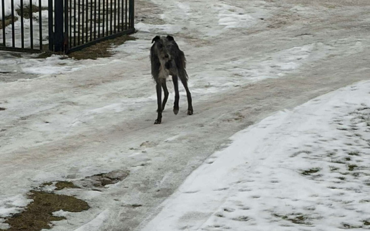 Szczeniak spacerujący po zaśnieżonej drodze.