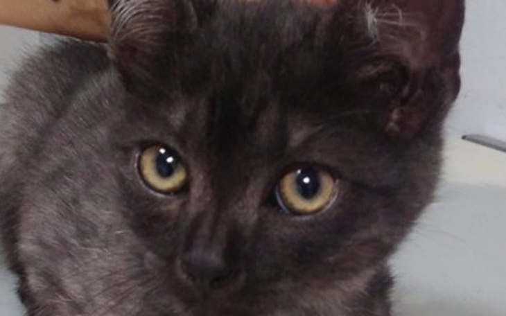 Zbiórka Uratujmy łapkę maluszka - zdjęcie główne