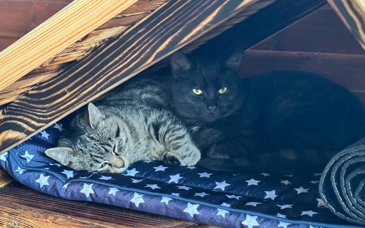 Dwa koty odpoczywające w przytulnym miejscu pod drewnianą konstrukcją.