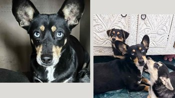 Zbiórka Pomóż Dianie wrócić do domu - miniaturka zdjęcia