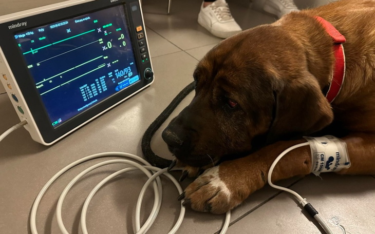 Zbiórka Podaruj Musi kawałek siebie - zdjęcie główne