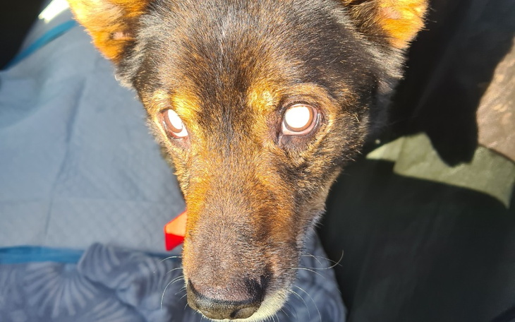 Zbiórka Proszę o pomoc dla Henia - zdjęcie główne