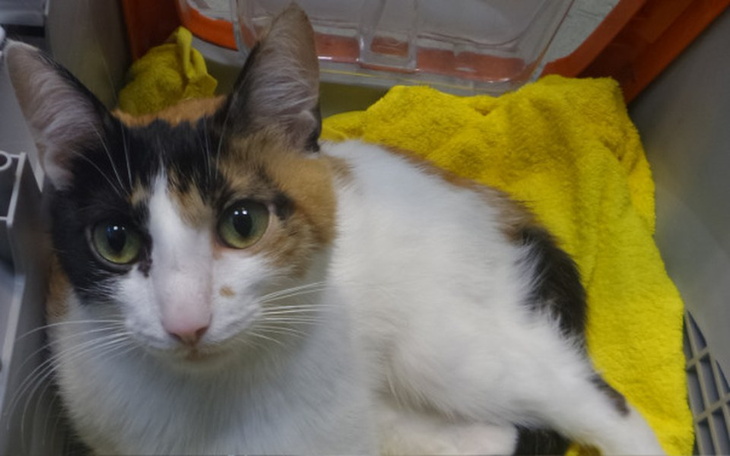 Zbiórka Zamień mój ból na bal - zdjęcie główne