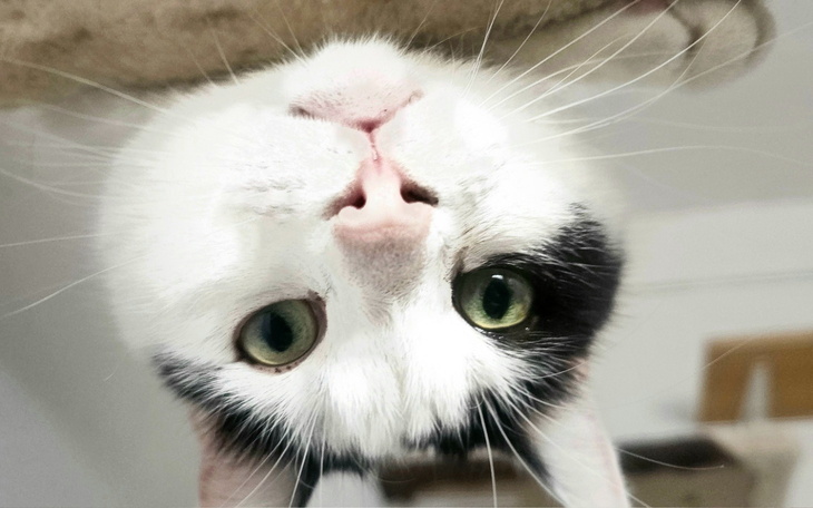 Kot leżący do góry nogami, z wyrazistymi oczami.