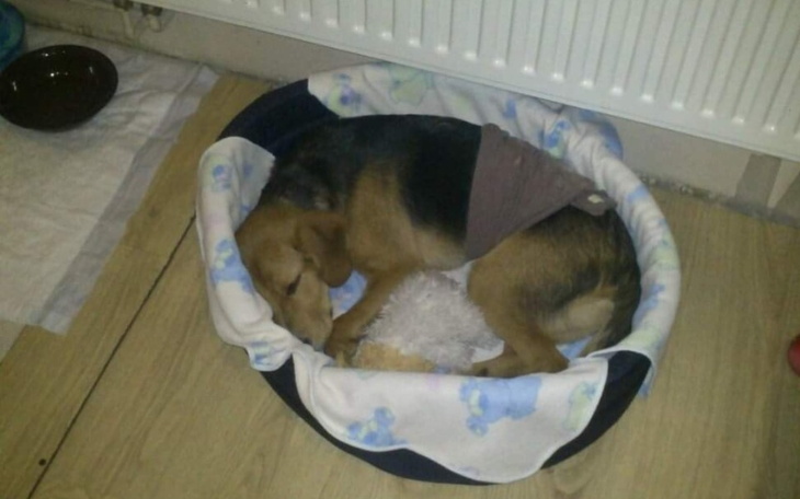 Zbiórka Leczenie psa tofika - zdjęcie główne