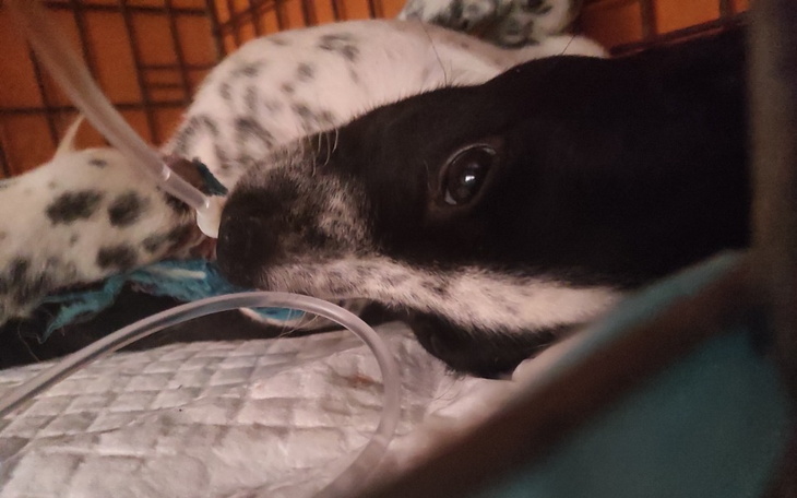 Zbiórka Walka o życie maluszków - zdjęcie główne