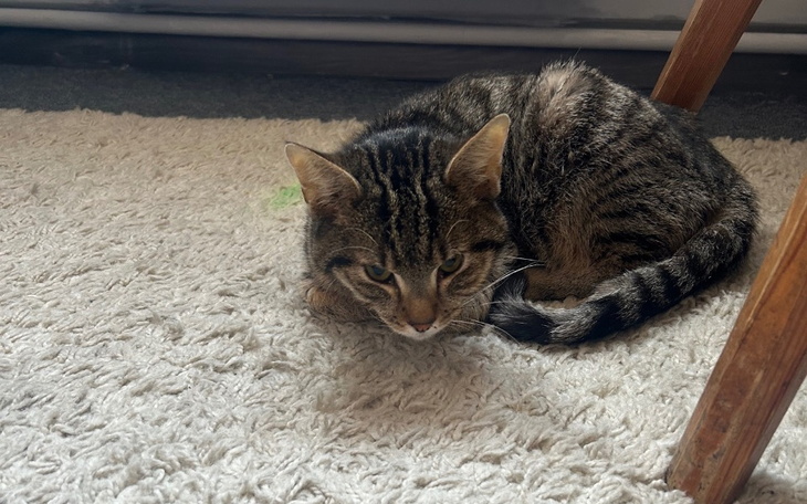 Kot leżący na dywanie, zrelaksowany i spokojny.