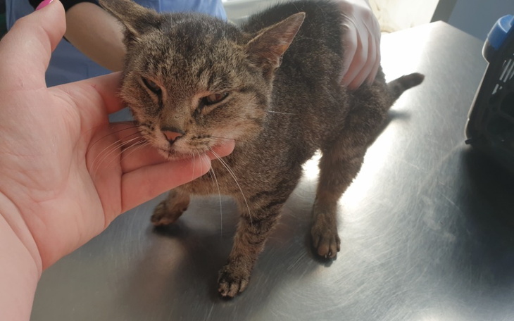 Zbiórka Trusia potrzebuje krwi - zdjęcie główne