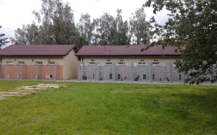 Zbiórka Biedne Zwierzęta ze schroniska - zdjęcie główne