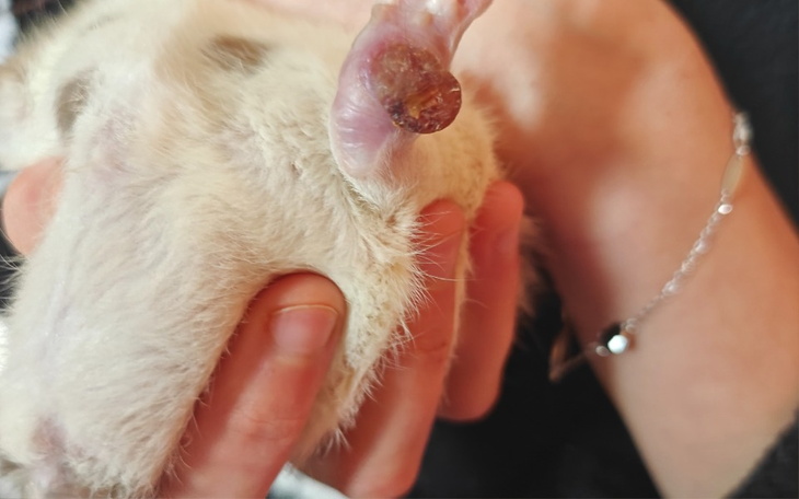 Ręka trzymająca zwierzę z widoczną narośl na łapie.