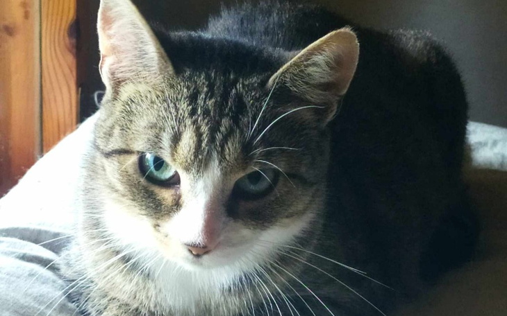 Kot leżący na łóżku, z wyrazem spokojnej twarzy.