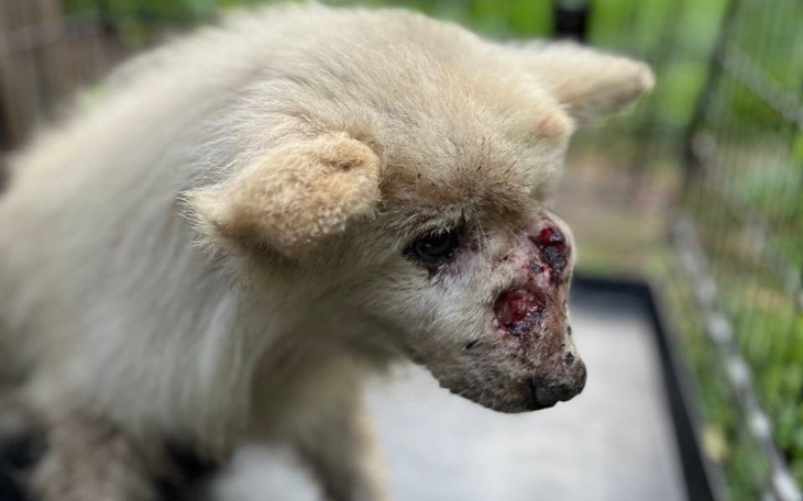 Zbiórka Uratuj czworonożnych przyjaciół - zdjęcie główne