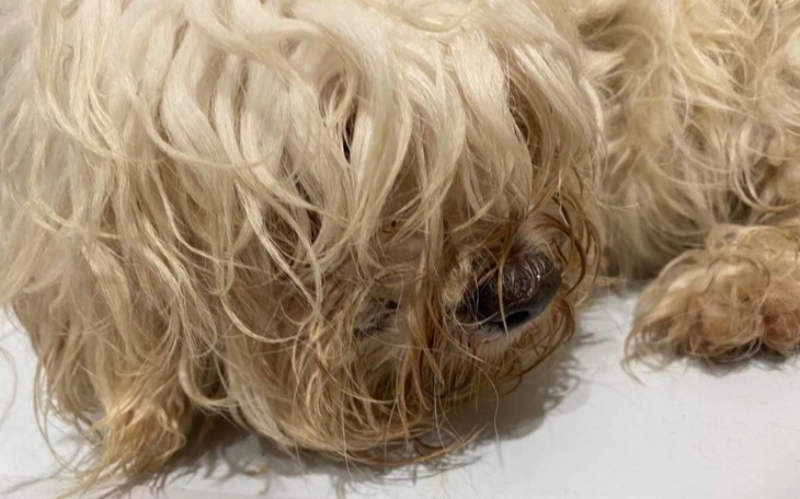 Zbiórka Cztery białe nieszczęścia - zdjęcie główne