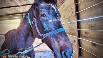 Zbiórka Ostatnie godziny dla Troi! POMÓŻ - miniaturka zdjęcia