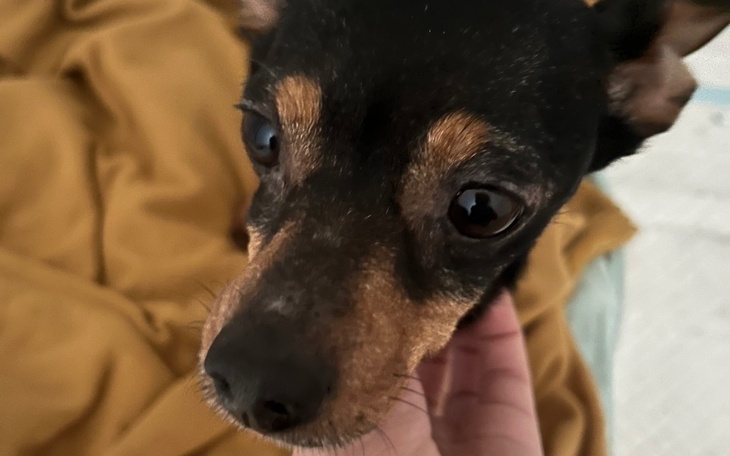 Zbiórka Pędzące maleństwo - zdjęcie główne