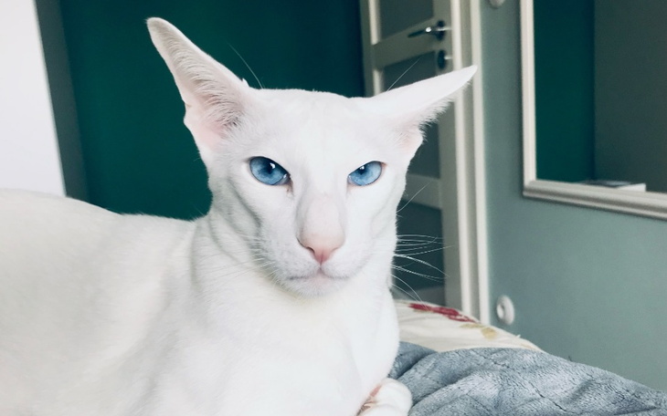 Zbiórka Leczenie Sułtana - zdjęcie główne