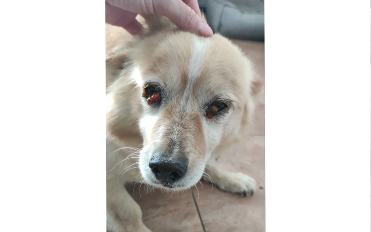 Zbiórka Cukier i Biła - pilna pomoc - zdjęcie główne