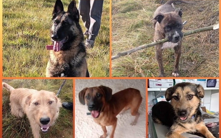 Zbiórka Pomoc dla Zwierzęcej Przystani - zdjęcie główne