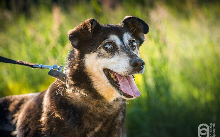 Zbiórka Panas - ślepy, stary, opuszczony - zdjęcie główne
