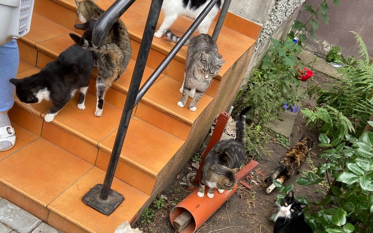 Grupa kotów schodzących po schodach w ogrodzie.