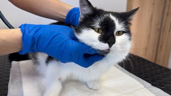 Zbiórka Coral - miniaturka zdjęcia