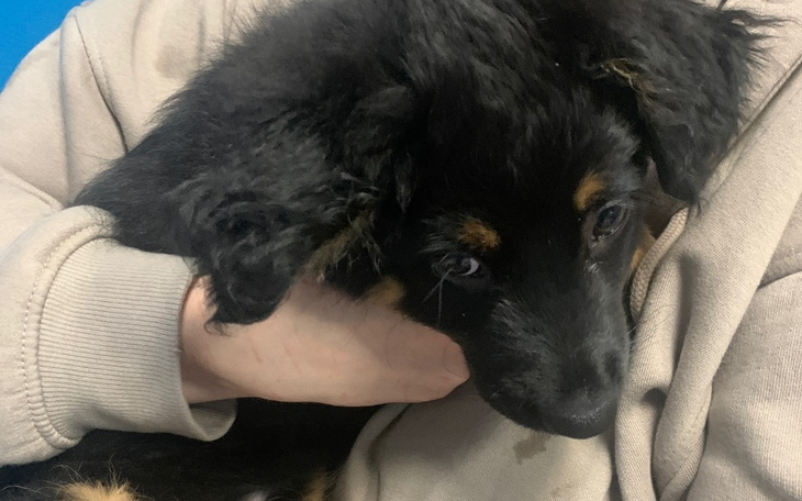 Zbiórka Pomoc dla Mii - zdjęcie główne