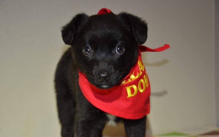 Zbiórka Szczeniaki uratowane od śmierci - zdjęcie główne