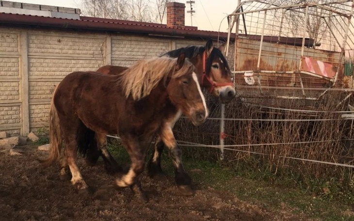 Zbiórka Konie na rzeź - zdjęcie główne