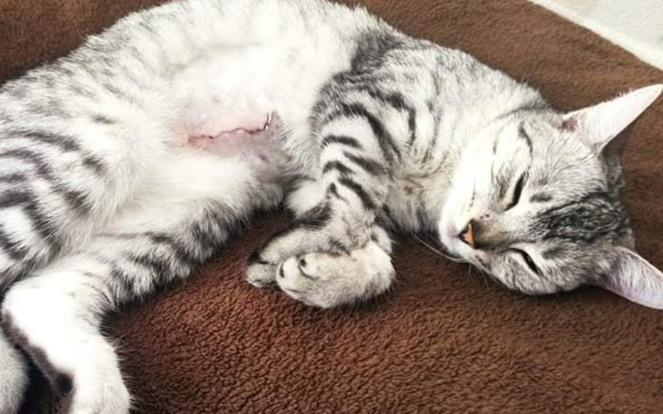 Zbiórka 3 chore koty. Prośba o wsparcie - zdjęcie główne