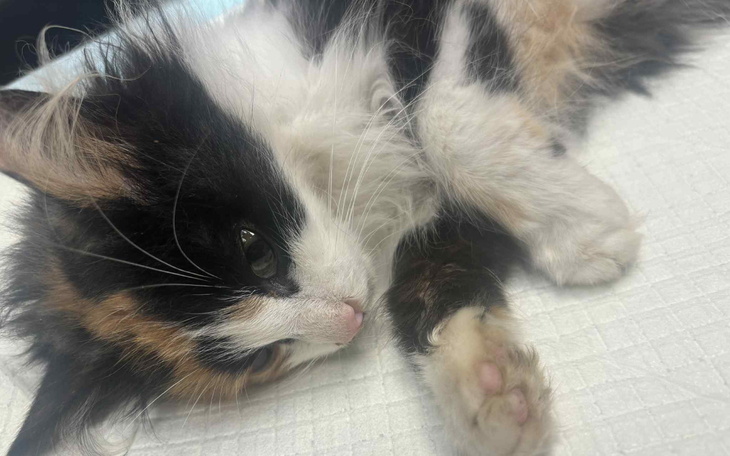 Kot leży na białym tle, wygląda na zrelaksowanego.