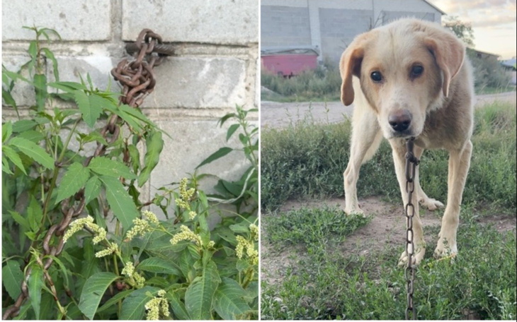Dwa zdjęcia: łąka i pies na łańcuchu, w tle ruinowana sciana.